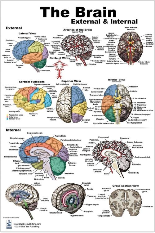 Blue Tree Publishing Brain Charts (Brain Poster L)